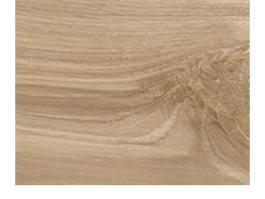 leucodendronV21257